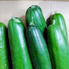 【農家直売】✨！新鮮！✨規格外きゅうり　約5kg（お買い得）の画像