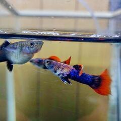 タンジェリン グッピーの画像