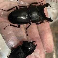 【最終値下げ】サキシマヒラタクワガタペア