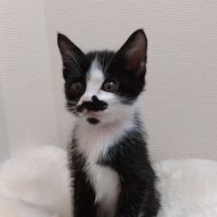 生後2か月弱　黒白女の子里親さん募集します🐈（お話し中）