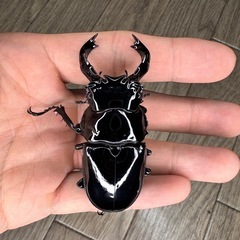 タランドゥスオオツヤクワガタペア④の画像