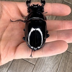 タランドゥスオオツヤクワガタペア④の画像