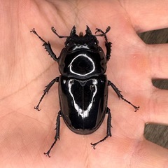 タランドゥスオオツヤクワガタペア④の画像