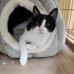 白黒のんちゃん♀　8/24石巻で譲渡会です。 - 猫