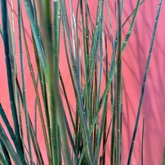 フェイカ 人工観葉植物,  フェイクグリーン グラス, 70 cmの画像