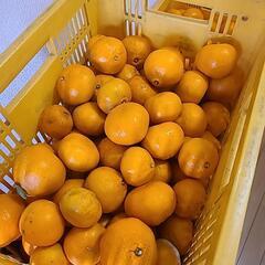 【値下げ】5kg　伊木力佐瀬みかん