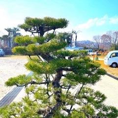 五葉松『全長約130㎝』引き取り限定。配達も可能。