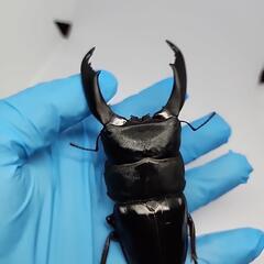 大型　テイオウヒラタクワガタ♂️103mm♀️フリーサイズペアの画像
