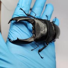 大型　テイオウヒラタクワガタ♂️103mm♀️フリーサイズペアの画像