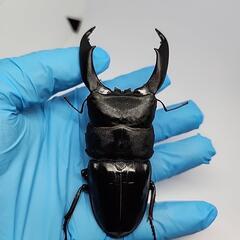 大型　テイオウヒラタクワガタ♂️103mm♀️フリーサイズペアの画像