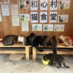 自然と猫に囲まれたグランピング施設🏕️運営手伝いスタッフ、客室清掃、受付案内、備品整理等の画像