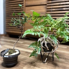 トキワノシノブと錦糸南天