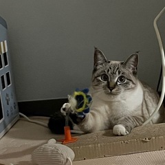 【2/10募集一時中断】シャムトラの猫ちゃん