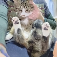 抱っこ大好き♡ハピちゃん - 猫