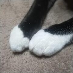 家の修理、出来ることやります。