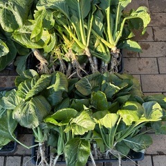 動物の餌　野菜の葉っぱ類（カゴ3つ山盛り）の画像