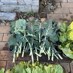 動物の餌　野菜の葉っぱ類（カゴ3つ山盛り）の画像