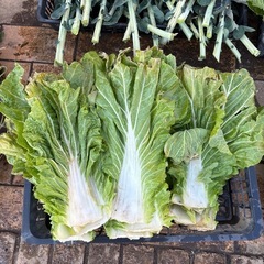 動物の餌　野菜の葉っぱ類（カゴ3つ山盛り）