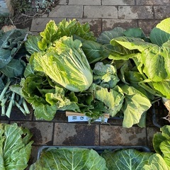 動物の餌　野菜の葉っぱ類（カゴ3つ山盛り）の画像