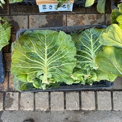 動物の餌　野菜の葉っぱ類（カゴ3つ山盛り）の画像