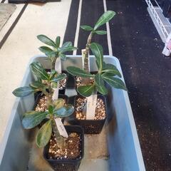 初心者向け　塊根植物