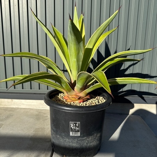 植物　アガベ　ベネズエラ\n