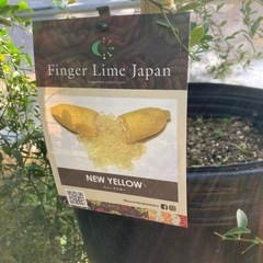 フィンガーライムジャパン　ニューイエロー