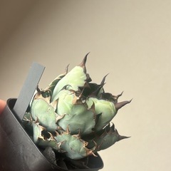 アガベ　BBの画像