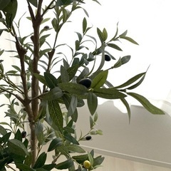 光触媒人工観葉植物(オリーブ、170Cm)  2023年6月購入。上/下部の組立。の画像