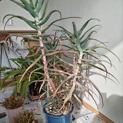 観葉植物（アロエ）
