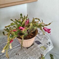 観葉植物（シャコバサボテン）
