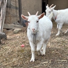 シバ山羊3頭の里親募集