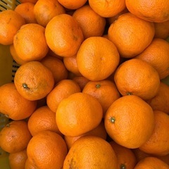 1/25に収穫した早生みかん10キロ 2500円  持ち帰り用の...