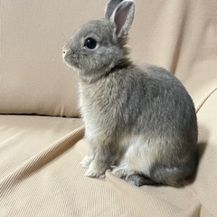 うさぎ 【ネザーランドドワーフ】