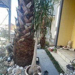 トックリラン　ポニーテール　観葉植物　大型