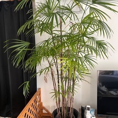 観葉植物無料で差し上げますの画像