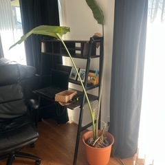 観葉植物無料で差し上げますの画像