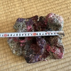 人工ライブロック　レプリカの画像
