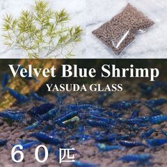 抱卵個体入 ベルベットブルーシュリンプ ダークブルー ６０匹　ブ...
