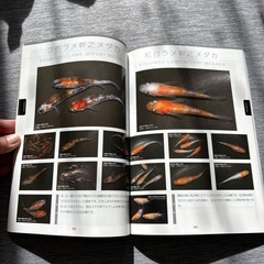 メダカの本の画像