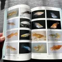 メダカの館の画像