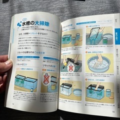 メダカの飼育の画像