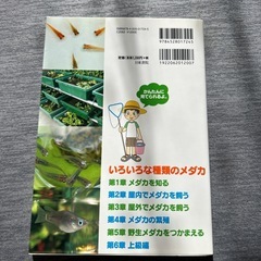 メダカの飼育の画像