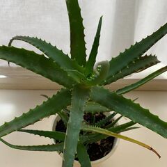 アロエ＿2