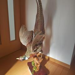 コウライキジの剥製の画像