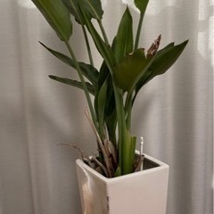 観葉植物
