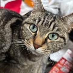 里親探しています