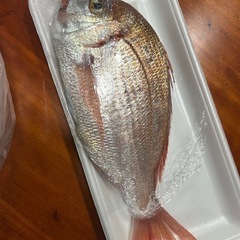鯛