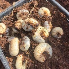 カブトムシ幼虫