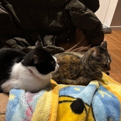 猫2匹の餌のあげ方相談